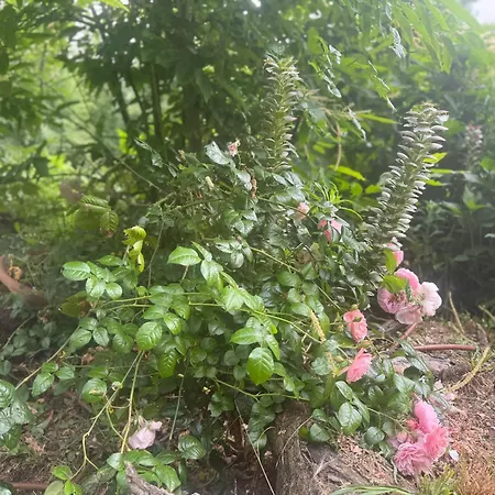 Cozy In 90 M² With Private Pool * CastellʼArquato