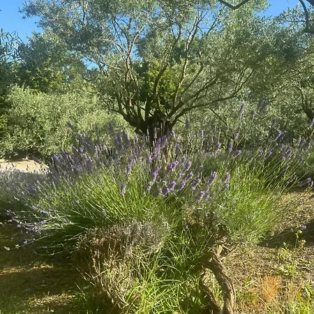 בקתה Charming With Private Pool Jacuzzi And Garden In