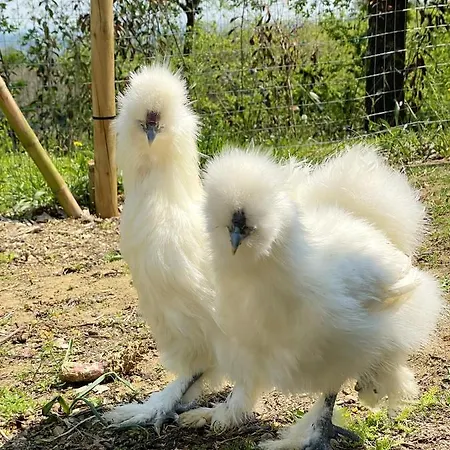 Chalet Cozy In 90 M² With Private Pool *