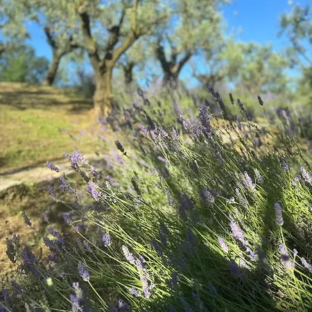 Cozy In 90 M² With Private Pool * CastellʼArquato
