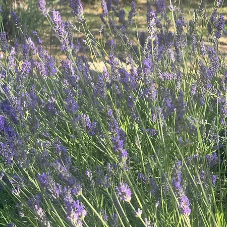 Cozy In 90 M² With Private Pool * CastellʼArquato