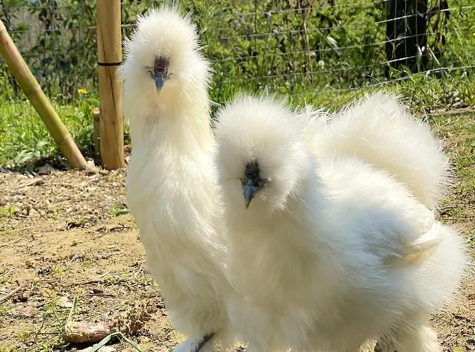 شاليه Cozy In 90 M² With Private Pool *