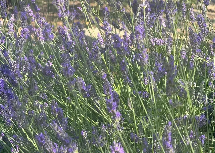 Cozy In 90 M² With Private Pool * CastellʼArquato